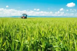 Scientists Develop Wheat Variety That Yield Crops 6 Times A Year: Report