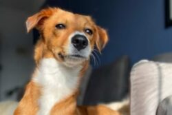 Watch: Dog Engages In Hilarious Argument With Woman Over A Chair