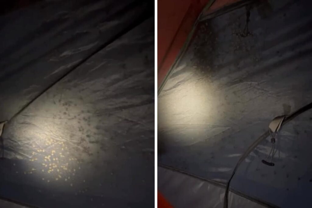 This Video Of Creepy Spiders Will Remind You Of Harry Potter