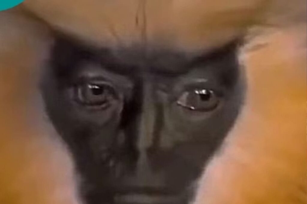 Watch: Animal Having Human-like Eyes Leaves Internet Amazed