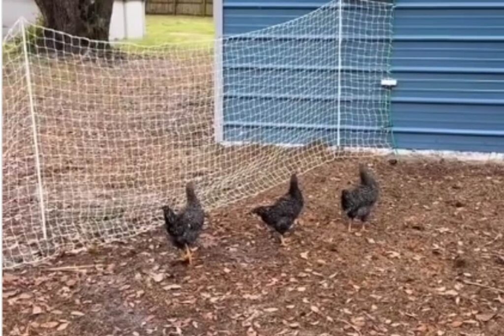 Is Glitch In The Matrix Real? Video Of Chickens Freezing In Time Goes Viral