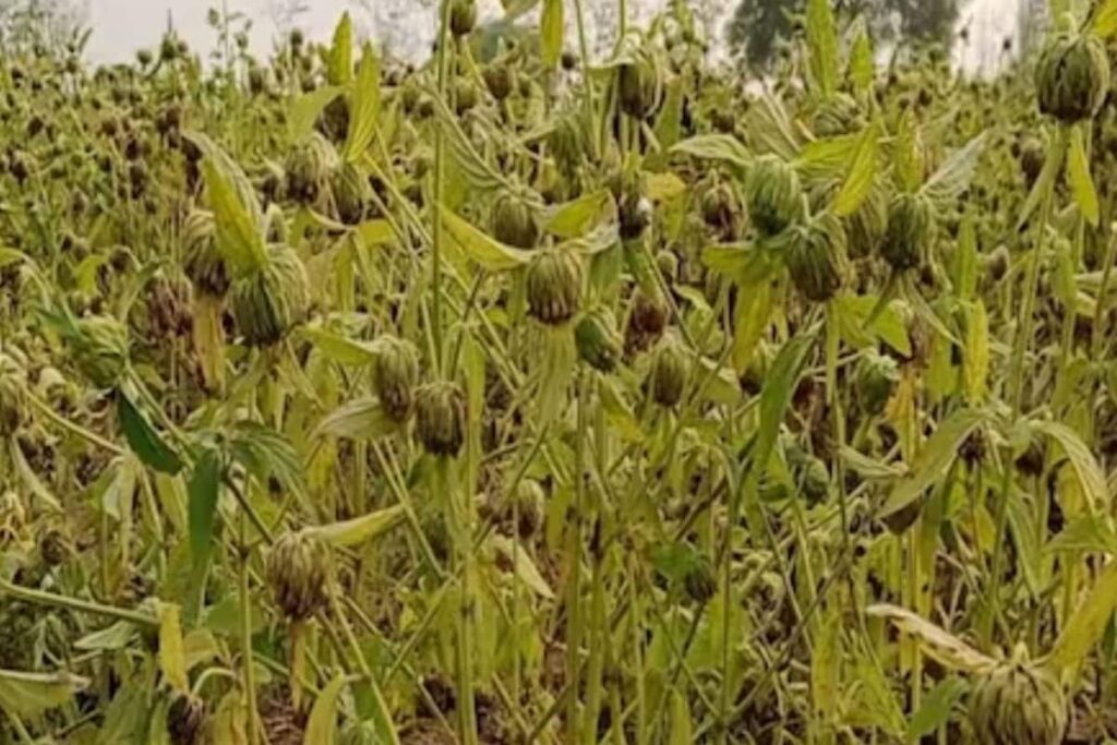 Why This Plant Is One-Stop Solution To Anaemia And Other Health Issues