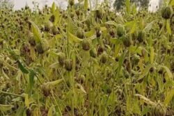 Why This Plant Is One-Stop Solution To Anaemia And Other Health Issues