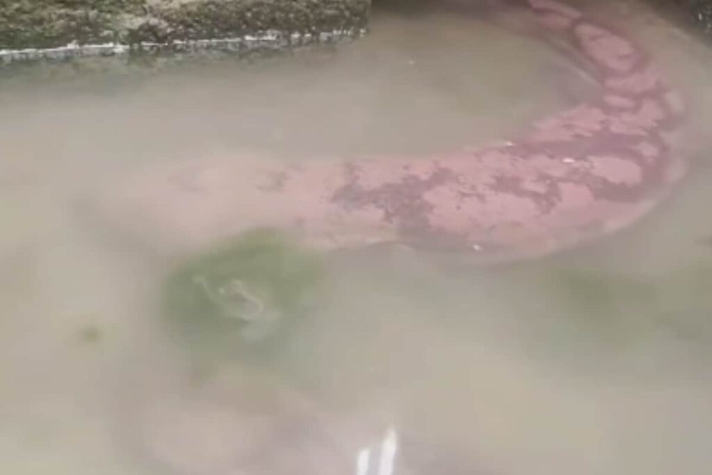 This Old Video Of Endangered Salamanders Living In Chinese Caves Raises Concern