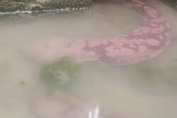 This Old Video Of Endangered Salamanders Living In Chinese Caves Raises Concern
