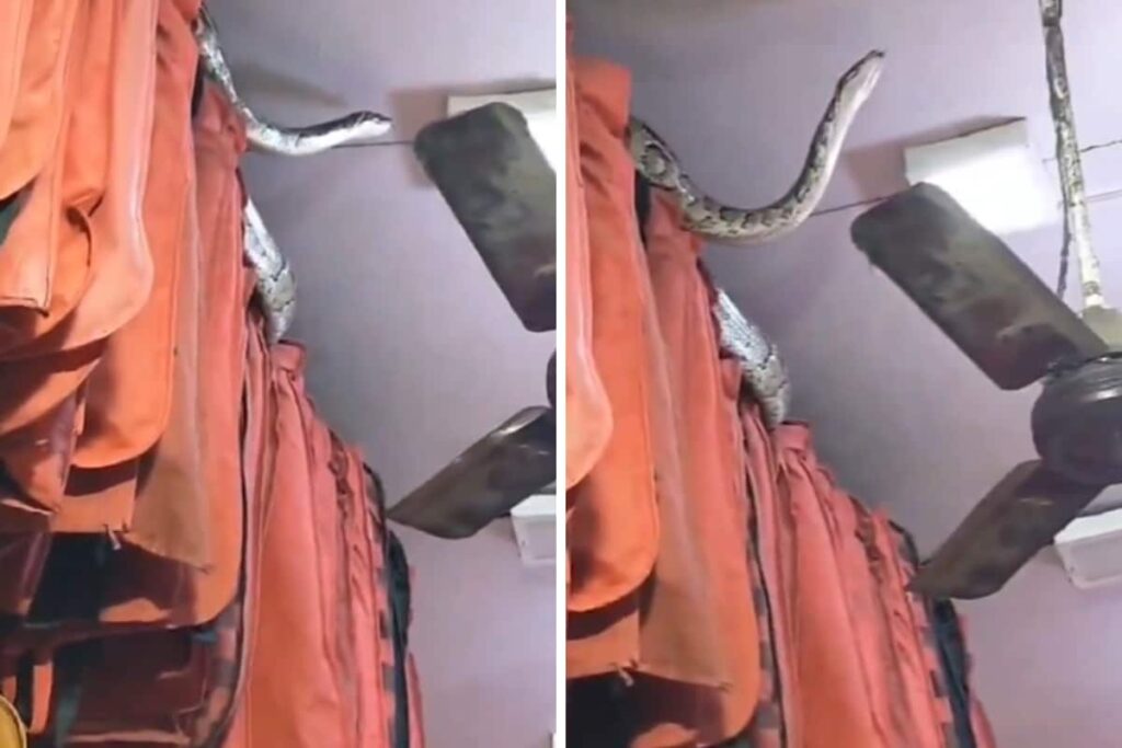 Bone-Chilling: 14-Foot-Long Python Spotted Inside A Meerut Shop