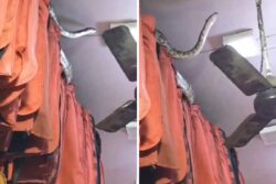 Bone-Chilling: 14-Foot-Long Python Spotted Inside A Meerut Shop