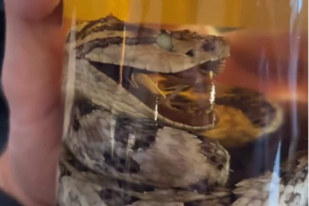 This Adventurous Japanese Snake-Infused Whiskey Will Blow Your Mind