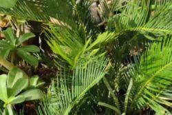 In Andhra Pradesh's Ongole, Cycas Plant Cultivation Is Livelihood For Locals