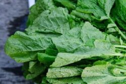 Strengthening Bones To Glowing Skin, 7 Health Benefits of Mustard Leaves