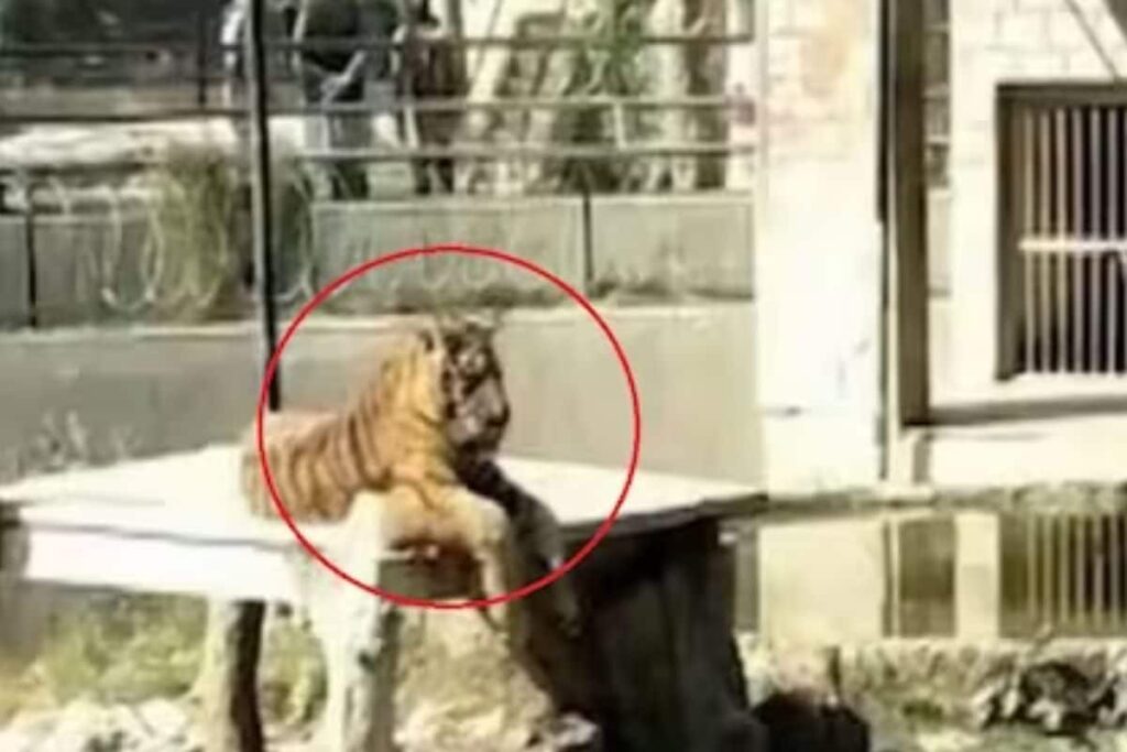 In Pakistan Zoo, Cleaning Staff Spots Half-Eaten Body Inside Tiger's Den