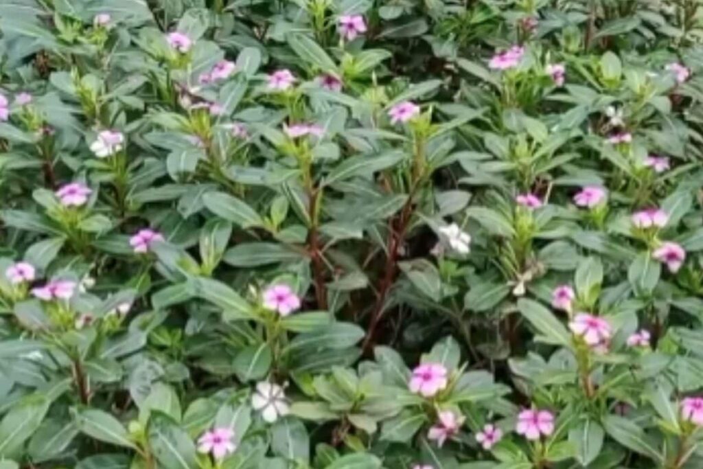 Diabetes To Blood Pressure, Health Issues Madagascar Periwinkle May Help Against