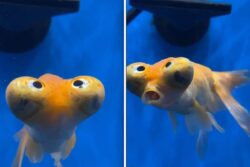 This 'Mysterious' Fish Video Is Keeping Internet Busy, Seen Yet?