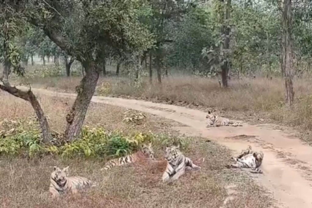 It's Not Everyday You Get To See A Tiger Family Roaming In The Wild