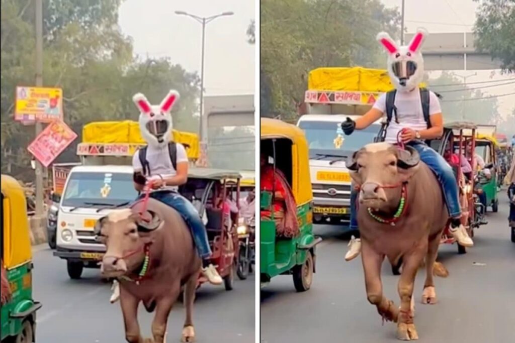 Now, That's What We Call A Peak Delhi Moment: Man Rides Buffalo With A Bunny Helmet