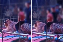 This Video Of Children Sitting On Tiger Inside Circus Ring Is Super Scary