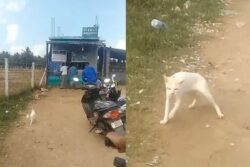 Video Of 'Drunk' Cat From Tamil Nadu Raises Concerns About Well-being Of Strays