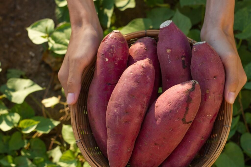 Sweet Potatoes To Cauliflower, 5 Healthy Vegetables To Include In Your Diet This Winter
