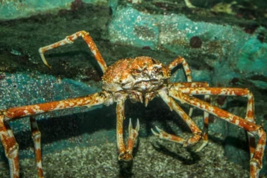 This Newly Discovered Sea Spider, With Boxing Glove-like Claws, Breathes Through Legs