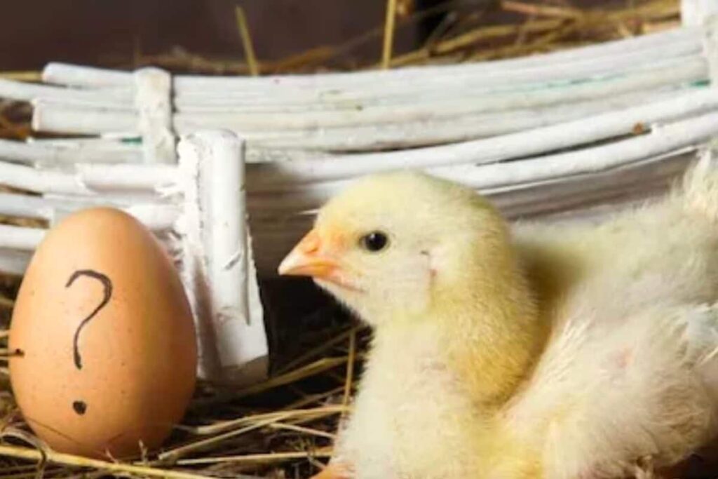 Which Came First - Chicken Or Egg? Scientists Have Answered The Million-Dollar Question