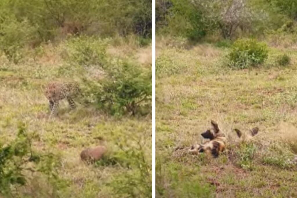 It's Leopard Vs Wild Dogs - Guess Who Won The Nail-Biting Battle?