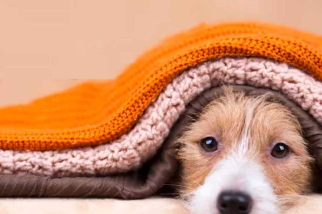 Hydration To Health Checkup, 6 Ways To Protect Your Pet From Cold This Winter