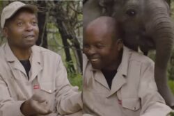 The Heartwarming Bond Between Baby Elephant And Its Caretaker Is Pure Love