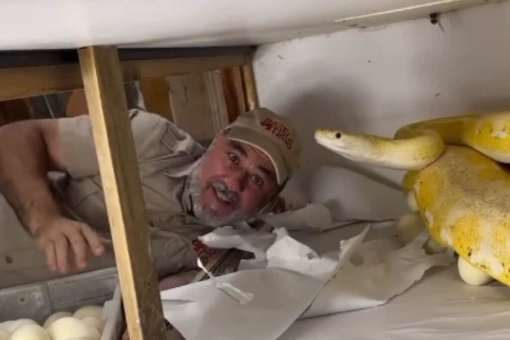 Bone-Chilling: Mama Snake Attacks Zookeeper As He Tries To Touch The Eggs