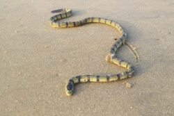 Vizag Fisherman Finds Rare Venomous Snake at Sagar Nagar Beach, Releases Back Into Sea