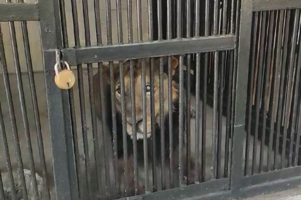 Seflie With Lion Turns Deadly For Andhra Man Who Entered Its Enclosure In Inebriated State