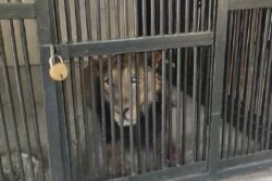 Seflie With Lion Turns Deadly For Andhra Man Who Entered Its Enclosure In Inebriated State