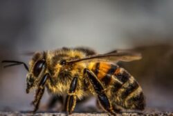 Buzzing Chaos: Swarm of Bees Attacks Wedding Ceremony in MP, Some Guests in ICU