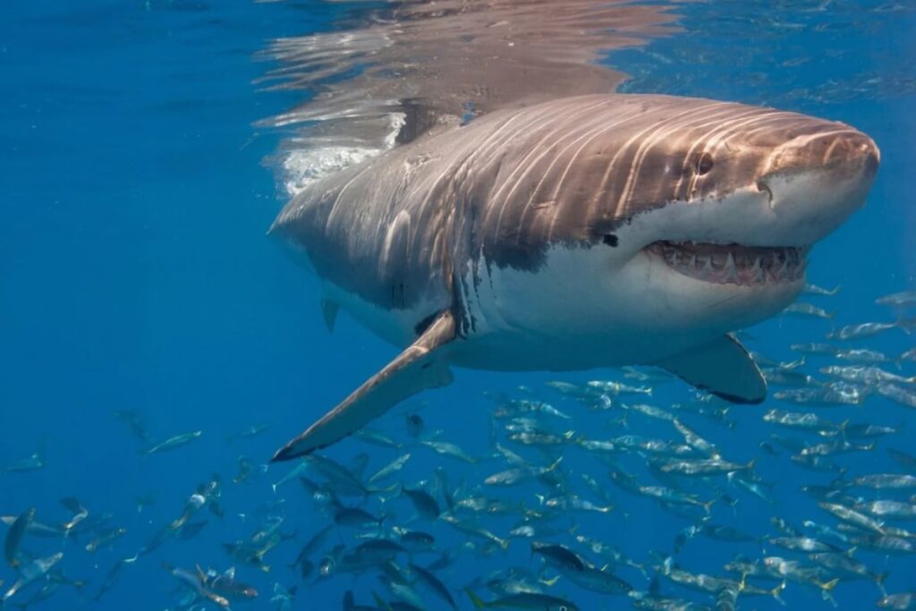 Maharashtra: Shark Bites Off Man's Leg While Fishing, Killed By Locals Later