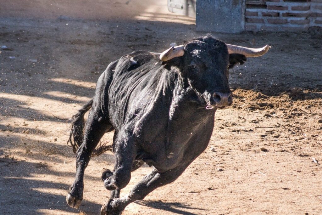 Man Fatally Attacked by Stray Bull on His Way to Pick Up Son from School in Delhi