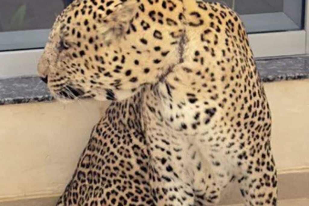 Vantara Success Story: Rescued Leopard Deva Saved from Poachers, Infection