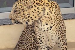 Vantara Success Story: Rescued Leopard Deva Saved from Poachers, Infection