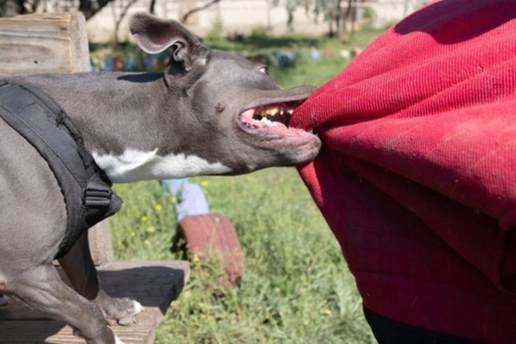 Delhi Man Thrashed, Bitten by Dog for Asking Owner to Keep Pet on Leash