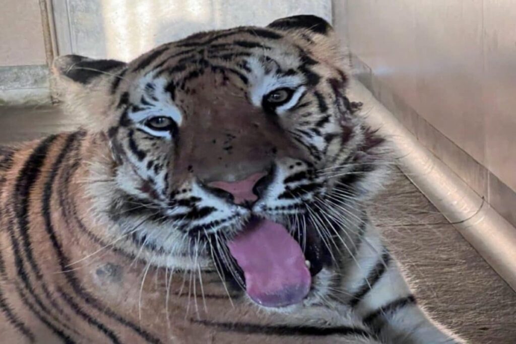 Vantara Success Story: Treatment of Allergic Ulcerative Dermatitis in Tigress Dyna