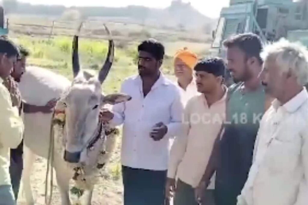 Meet Sharanya, The Bull Who Locates Borewell Points In Chikkamagaluru
