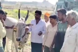 Meet Sharanya, The Bull Who Locates Borewell Points In Chikkamagaluru