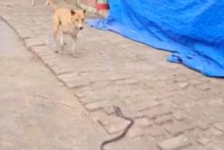 Watch: Dog's Act Of Bravery Saves Child From Cobra
