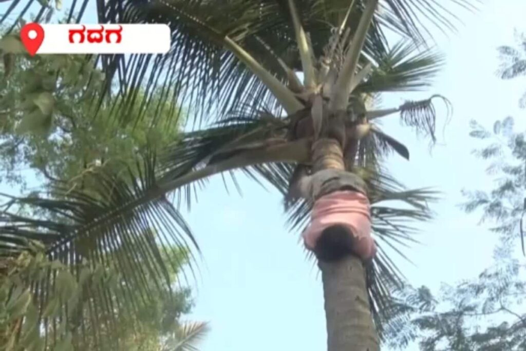 Karnataka Man's Coconut Tree Climbing Skills Earn Him The Sobriquet 'Spiderman'