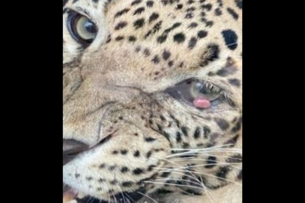 Vantara Success Story: How An Adult Male Leopard Was Treated for Cherry Eye