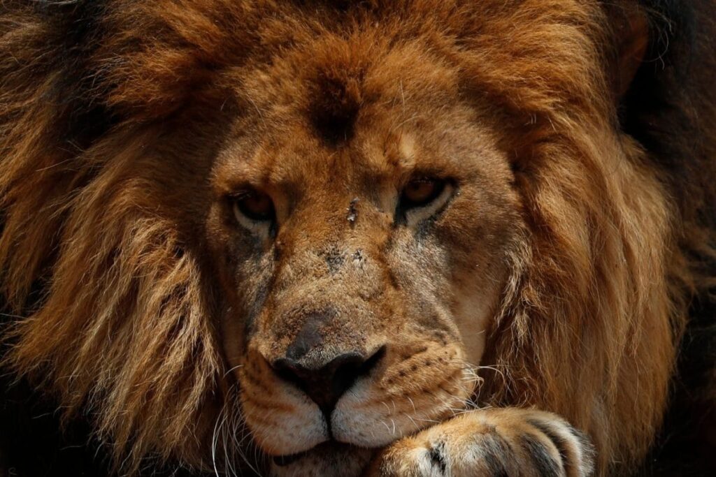 'Will You Name Pet After Hindu God or Muslim Prophet?': HC Orders Bengal Govt To Change Names Of Lions 'Akbar', 'Sita'