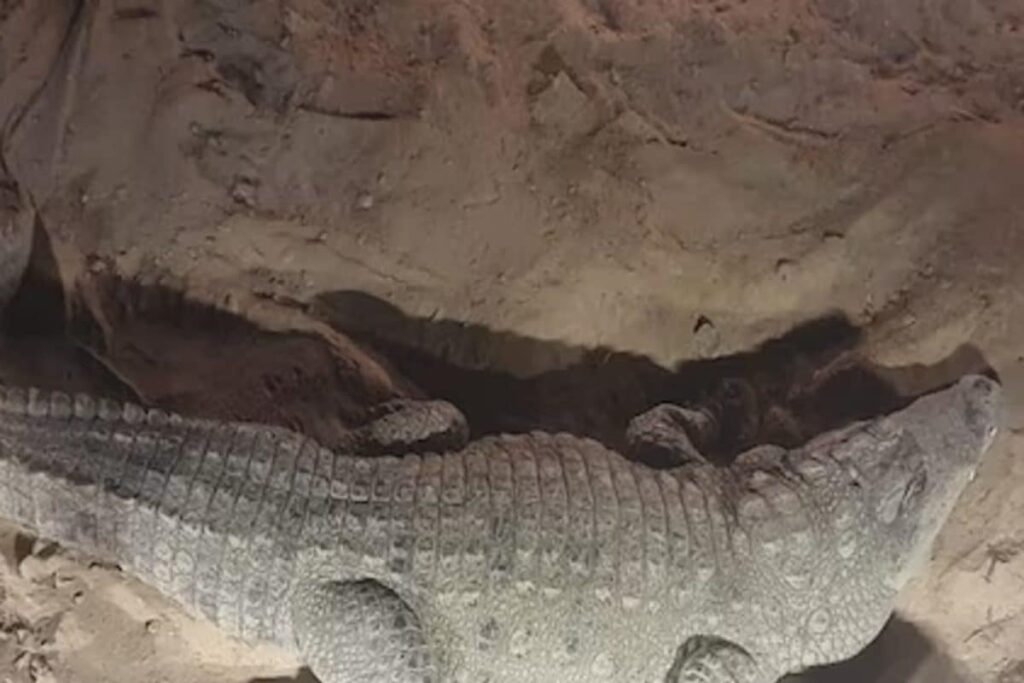 Vantara Success Story: Correction of Broken Jaw in Marsh Crocodile