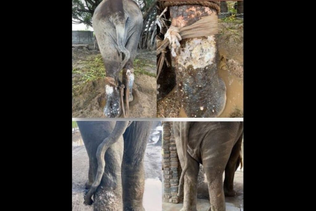 Vantara Success Story: Elephant Motiprasad's Remarkable Recovery from Severe Leg Wounds