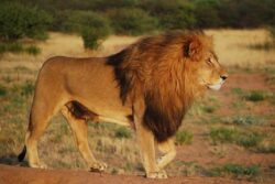 VHP Moves Court Over Lioness 'Sita' Housed With Lion 'Akbar' at Bengal Safari, Alleges Blasphemy