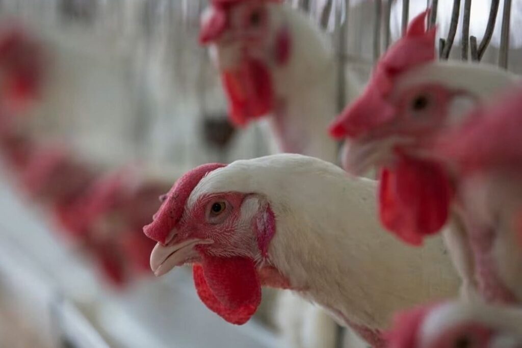 Chicken Price Skyrockets In Hyderabad, Touches Rs 300 Per Kg From Rs 125 Within a Week