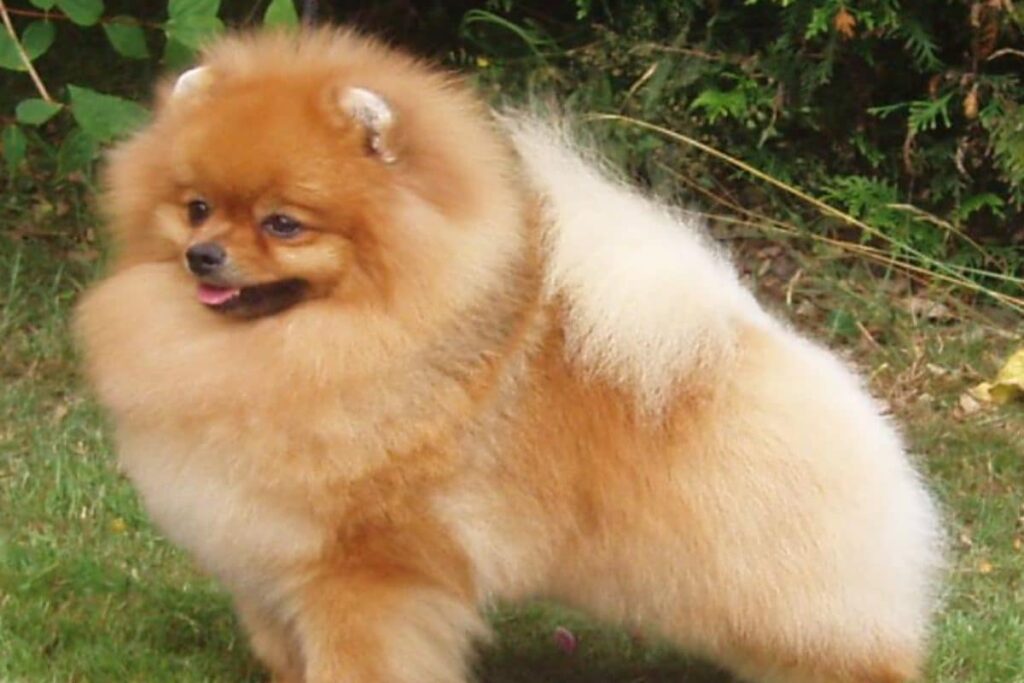 Case Against Kerala Man For Killing Relative's Pet Dog