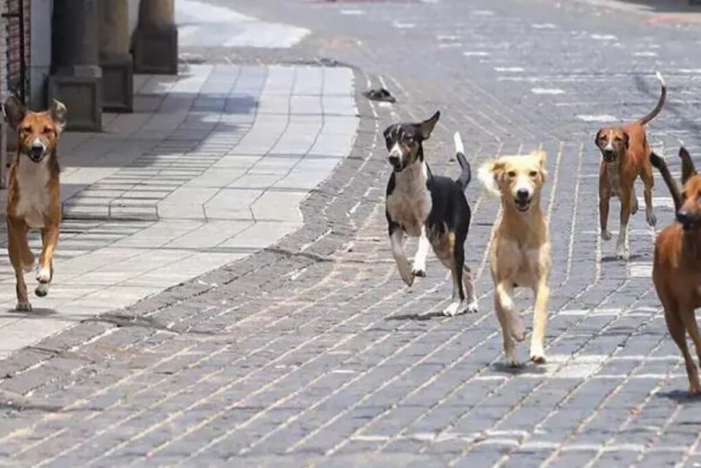 Delhi: Girl Child Suspected to Have Been Mauled to Death by Stray Dogs